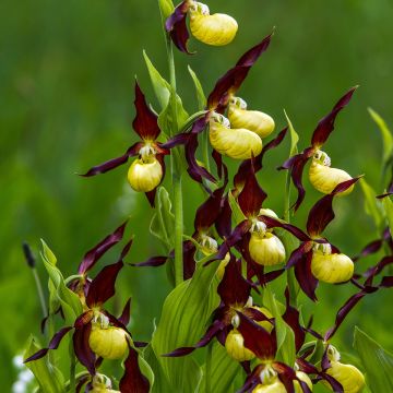 Cypripedium calceolus - Gelber Frauenschuh