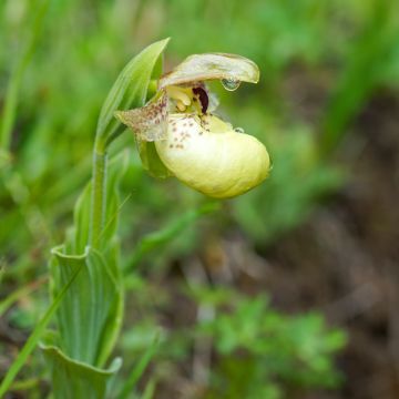 Cypripedium flavum - Gelber Frauenschuh