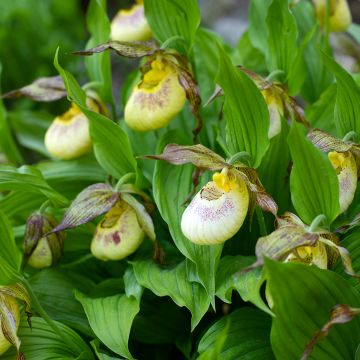 Cypripedium kentuckiense - Kentucky-Frauenschuh