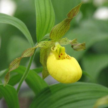 Cypripedium parviflorum var. pubescens - Frauenschuh