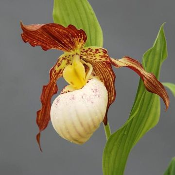 Cypripedium Gabriela - Frauenschuh