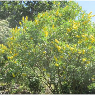 Cytisus battandieri - Marokkanischer Ginster