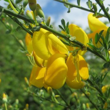 Edelginster Golden Sunlight - Cytisus scoparius