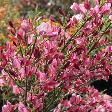 Elfenbeinginster Hollandia - Cytisus praecox