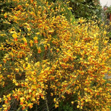 Edelginster Palette - Cytisus scoparius