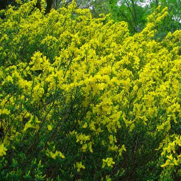 Cytisus decumbens - Niederliegender Geißklee