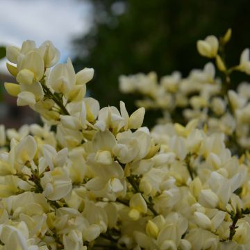 Cytisus kewensis - Zwerg-Elfenbeinginster