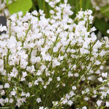 Genêt précoce - Cytisus praecox Albus