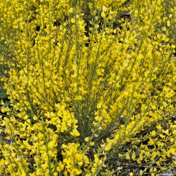 Elfenbeinginster Allgold - Cytisus praecox