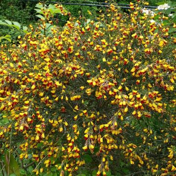 Edelginster Andreanus - Cytisus scoparius