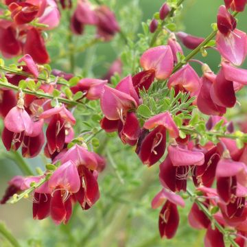 Edelginster Burkwoodii - Cytisus scoparius