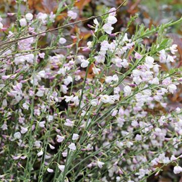 Edelginster Moyclare Pink - Cytisus scoparius