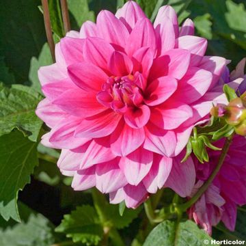 Dahlia nain Bluesette