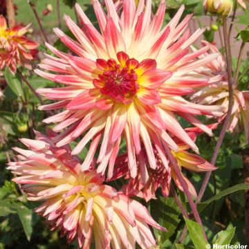 Dahlia cactus Oiseau de Feu