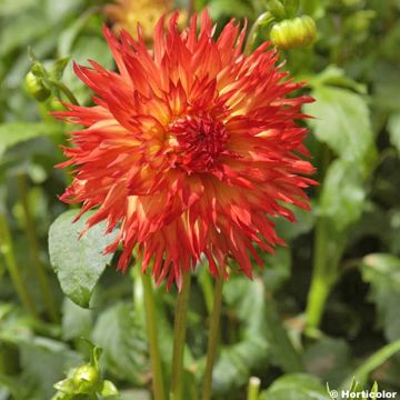 Dahlia cactus dentelle Cheyenne