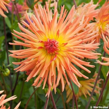 Dahlia cactus dentelle Emmaüs