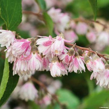 Deutzia scabra Codsall Pink - Scharfe Deutzie