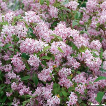 Deutzia hybride Mont Rose - Deutzie