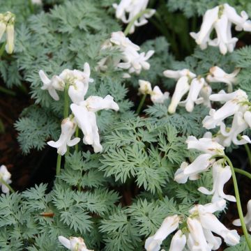 Dicentra Ivory Hearts - Herzblume