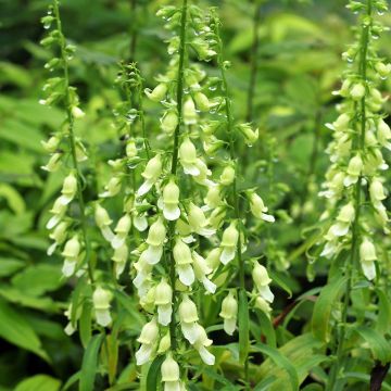 Digitalis laevigata Alba - Kahler Fingerhut