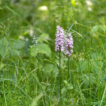 Dactylorhiza Estella - Knabenkraut