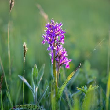 Dactylorhiza alpestris - Knabenkraut