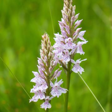 Dactylorhiza fuchsii - Knabenkraut