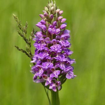 Dactylorhiza maculata - Knabenkraut