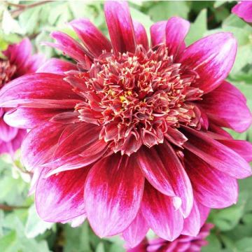 Dahlia anémone Purple Puff