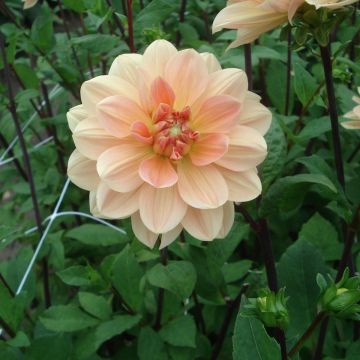 Dahlia camélia Apricot Desire