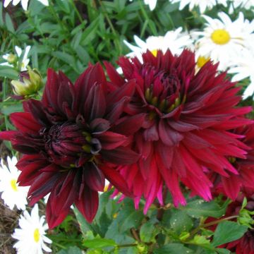 Dahlia Cactus Dentelle Black Touch