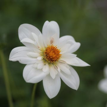 Dahlia Collerette Bride's Bouquet