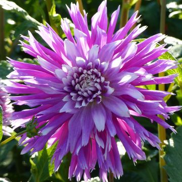 Dahlia cactus dentelle Table Dancer