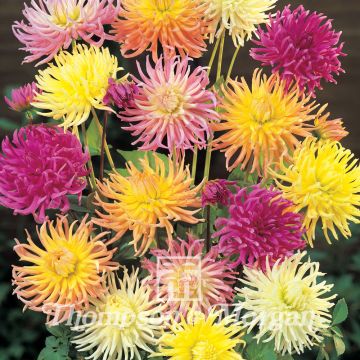 Graines de Dahlia Cactus Hybrids Mix