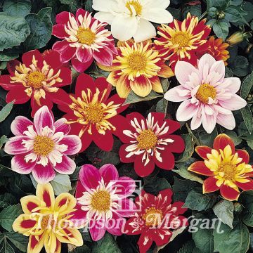 Graines de Dahlia nain Collarette Dandy en mélange