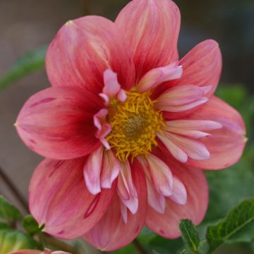 Dahlia collerette Giggles