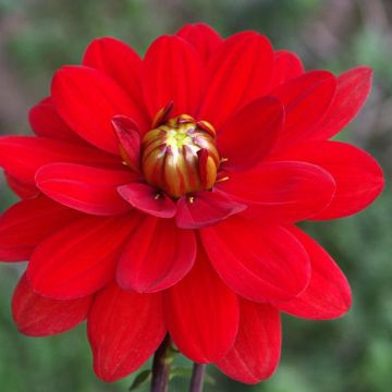 Dahlia camélia Contessa