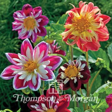 Graines de Dahlia nain Dandy Improved Mix amélioré en mélange