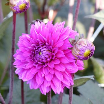 Dahlia décoratif Evening Breeze