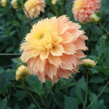 Dahlia fimbriata Deep Impact