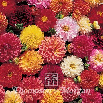 Graines de Dahlia nain Double Extreme en mélange