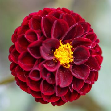 Dahlia balle Downham Royal