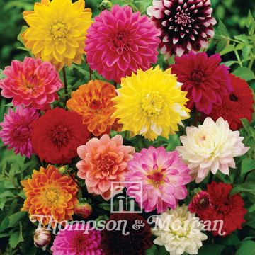 Graines de Dahlia Giant Hybrids Mixed en mélange