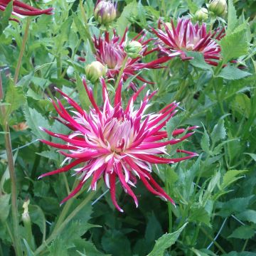 Dahlia Cactus Hollyhill Spider Woman