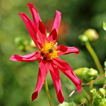 Dahlia Honka Red