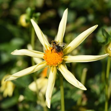 Dahlia Honka Yellow 