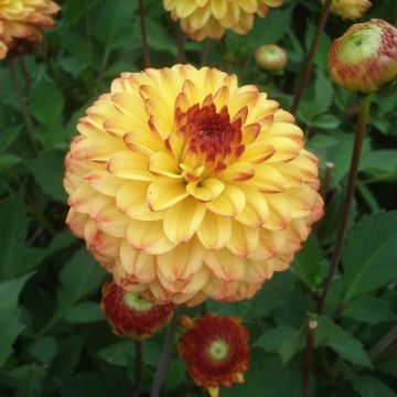 Dahlia pompon Icoon