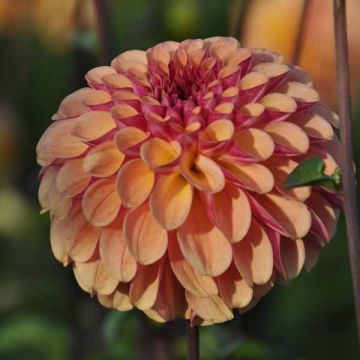 Dahlia Balle Palmares