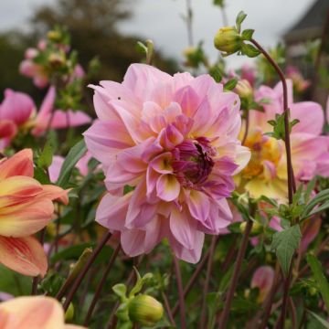 Dahlia camélia Pink Butterfly