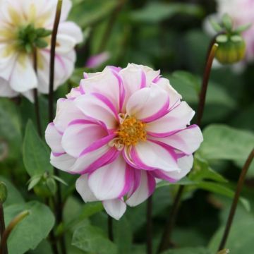 Dahlia paysage Priceless Pink